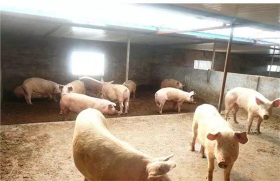 养猪设备,山东猪八戒养殖设备