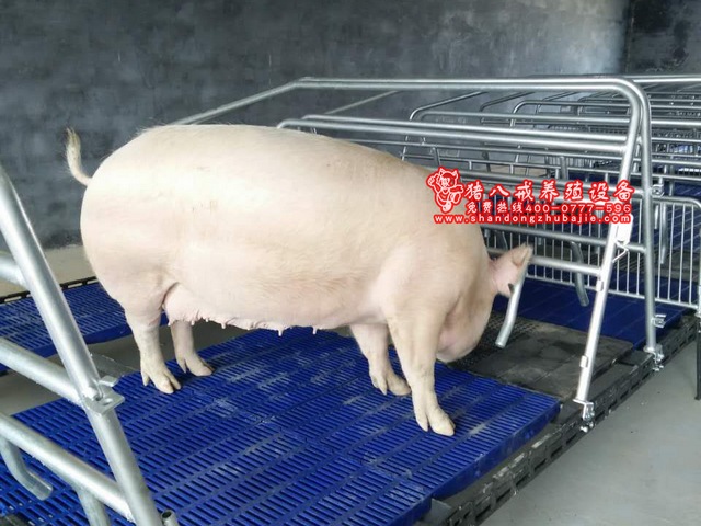 山东猪八戒养殖设备