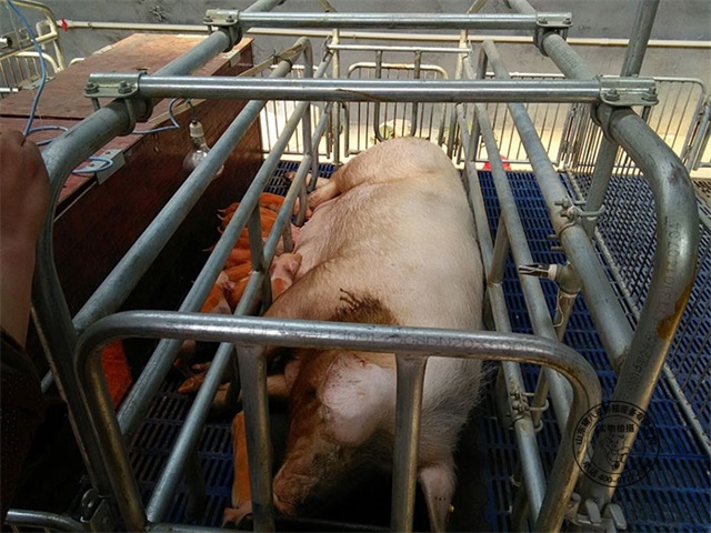 母猪产床生产厂家