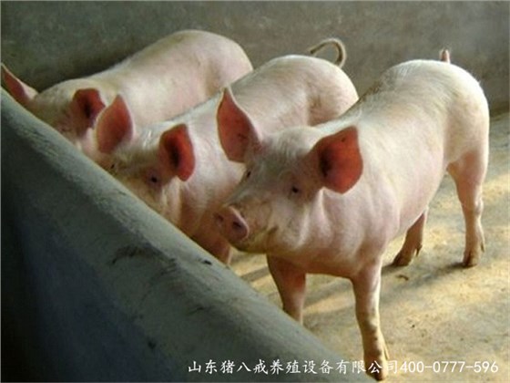 猪八戒养殖设备