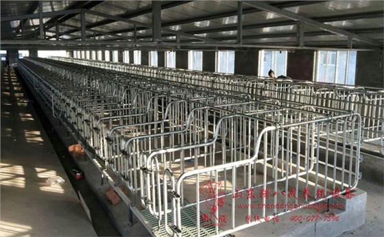 母猪产床,定位栏,山东猪八戒养殖设备