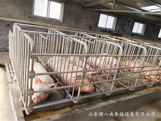 养猪用限位栏