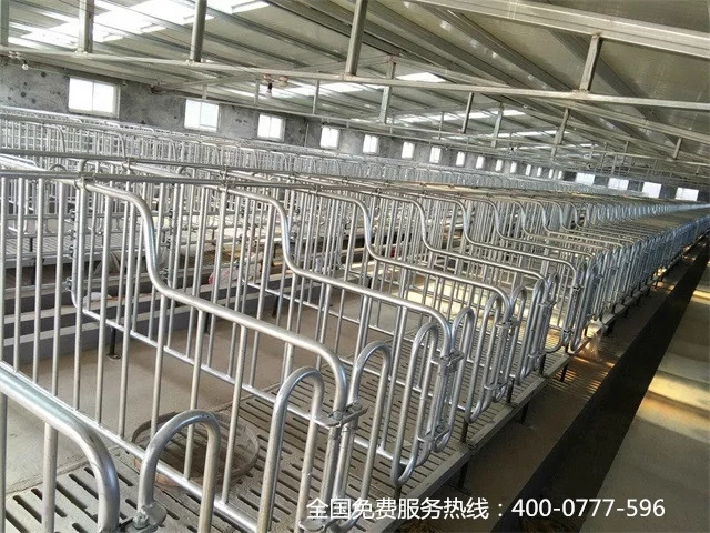 母猪限位栏图片