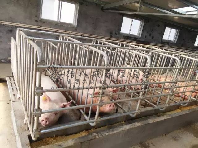 母猪限位栏,定位栏,养猪设备,山东猪八戒养殖设备