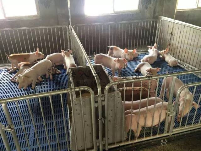 仔猪保育床,双体仔猪保育床,山东猪八戒养殖设备