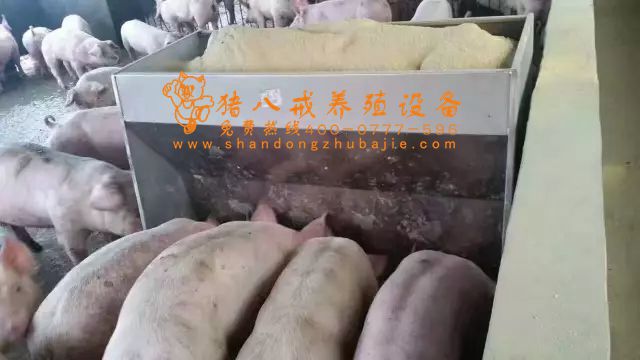 不锈钢料槽,山东猪八戒养殖设备