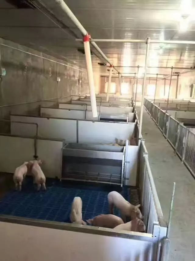 山东猪八戒养殖设备