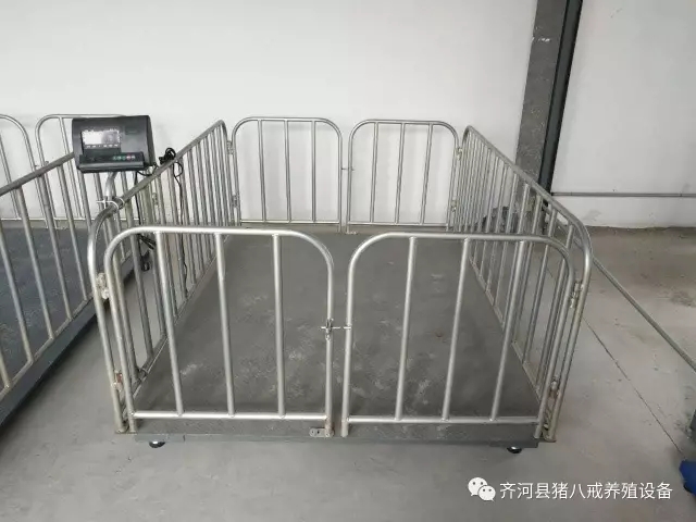 电子磅,称猪电子磅,山东猪八戒养殖设备