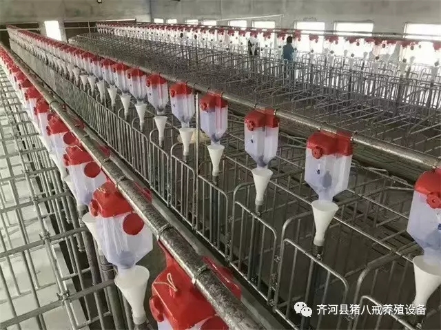 猪场自动料线,料线,山东猪八戒养殖设备