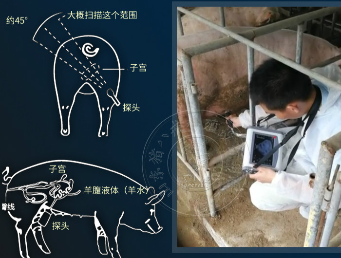 兽用B超机使用办法