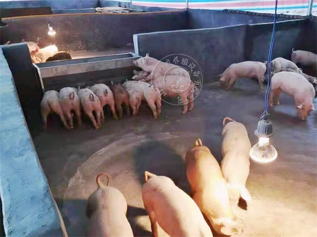 猪用料槽