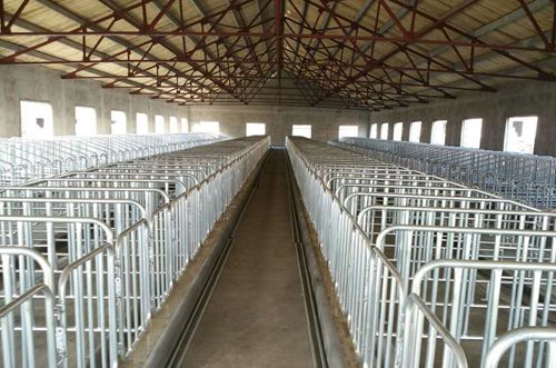【山东】限位栏  猪八戒养殖设备为规模化猪场安装完毕